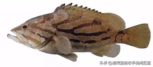 44種名貴海鮮及魚類