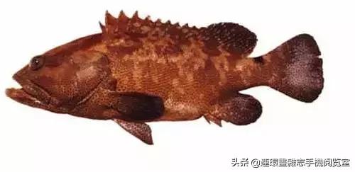 44種名貴海鮮及魚類