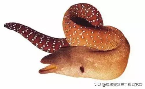 44種名貴海鮮及魚類