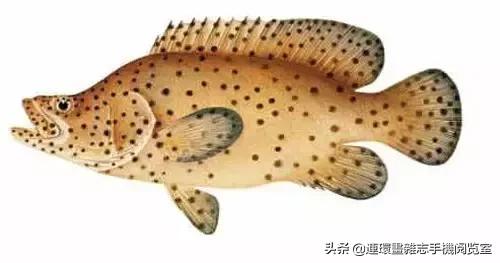 44種名貴海鮮及魚類