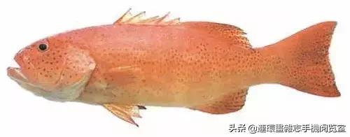 44種名貴海鮮及魚類