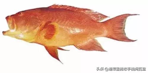 44種名貴海鮮及魚類