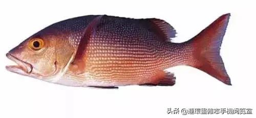 44種名貴海鮮及魚類