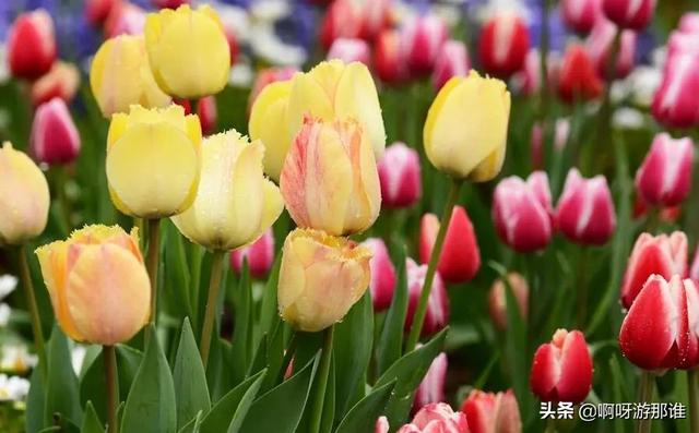 秦嶺國家植物園花海驚艷綻放，約起！