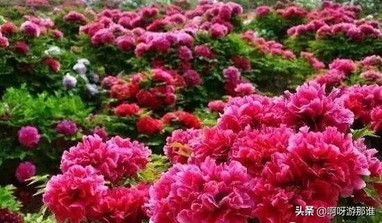 秦嶺國家植物園花海驚艷綻放，約起！
