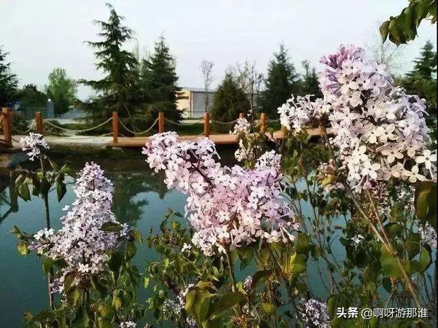 秦嶺國家植物園花海驚艷綻放，約起！