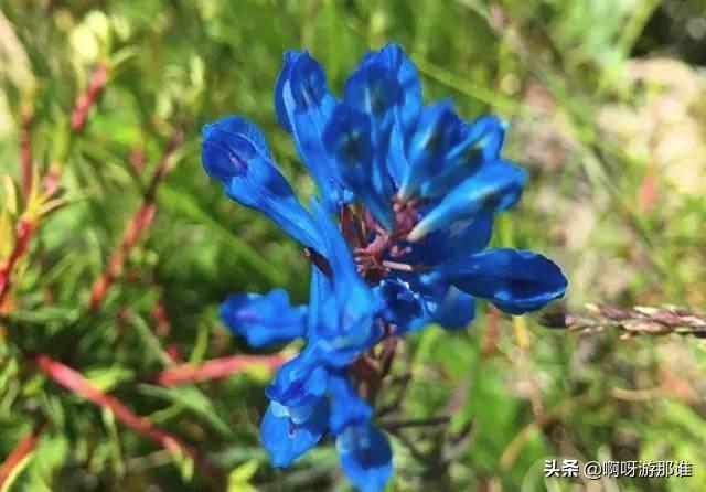 秦嶺國家植物園花海驚艷綻放，約起！