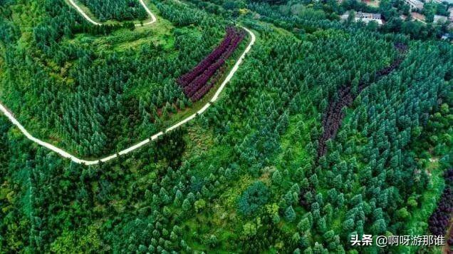 秦嶺國家植物園花海驚艷綻放，約起！