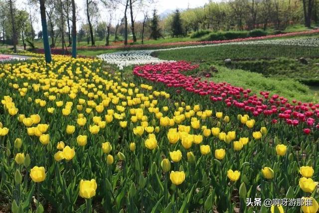 秦嶺國家植物園花海驚艷綻放，約起！
