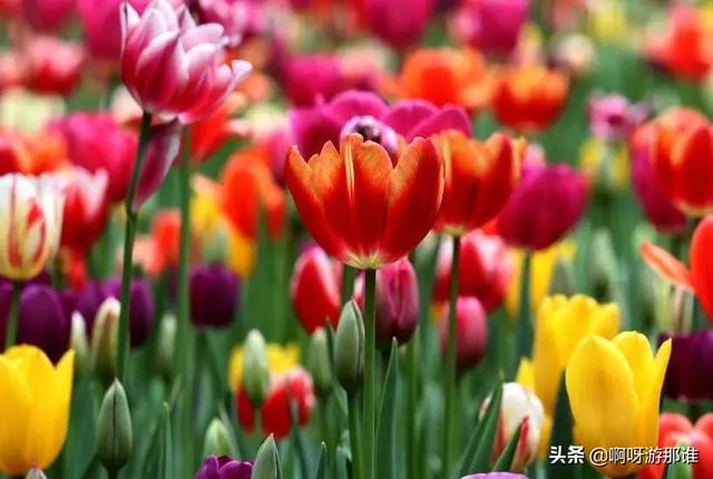 秦嶺國家植物園花海驚艷綻放，約起！