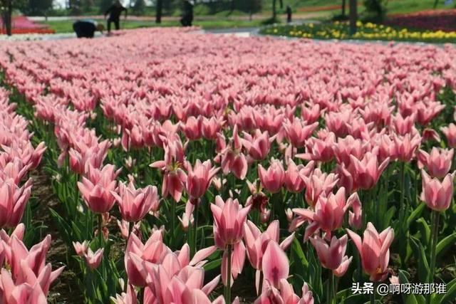 秦嶺國家植物園花海驚艷綻放，約起！