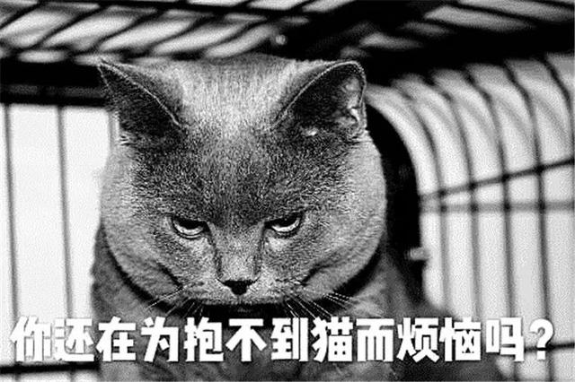 貓咪最討厭的三種抱法，扼住後脖頸原是錯誤行為，胖貓會因此受傷