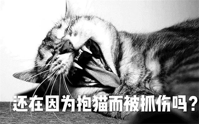 貓咪最討厭的三種抱法，扼住後脖頸原是錯誤行為，胖貓會因此受傷