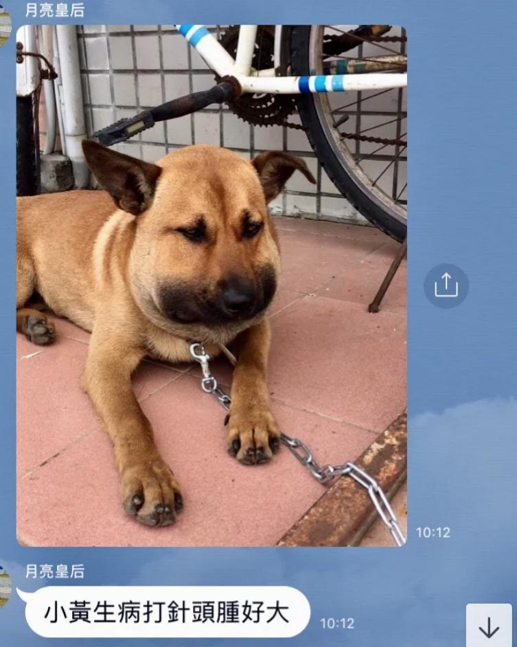 隔壁小黃狗打針「臉腫到懷疑狗生」　表情太真實…網忍不住：笑到黑姑了啦