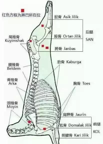 據專家統計：一位哈薩克兒童一年竟要吃掉20個羊耳朵