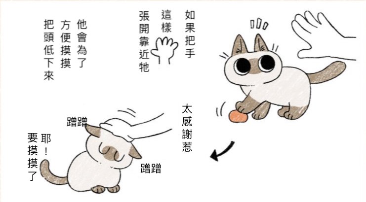 對貓比出「彈額頭手勢」會怎樣？　鏟屎官實測驚喜：養到天使貓了❤ 