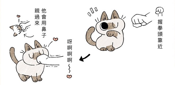對貓比出「彈額頭手勢」會怎樣？　鏟屎官實測驚喜：養到天使貓了❤ 
