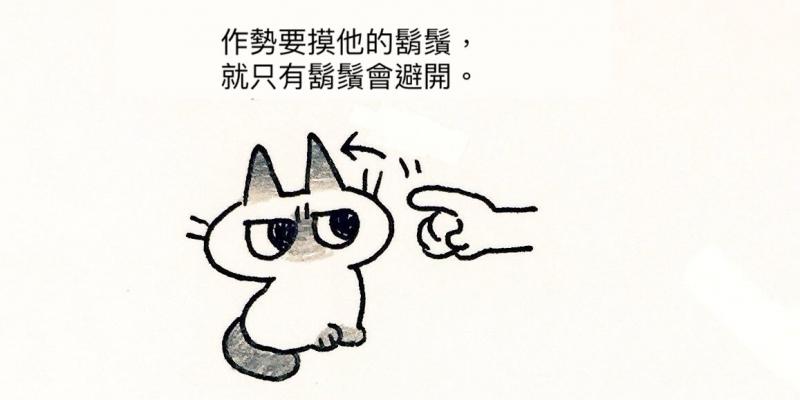 對貓比出「彈額頭手勢」會怎樣？　鏟屎官實測驚喜：養到天使貓了❤ 