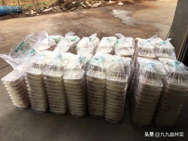 花生芽銷售怎麼保鮮和運輸？