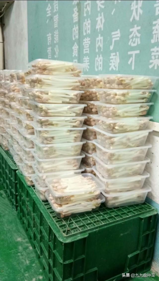 花生芽銷售怎麼保鮮和運輸？