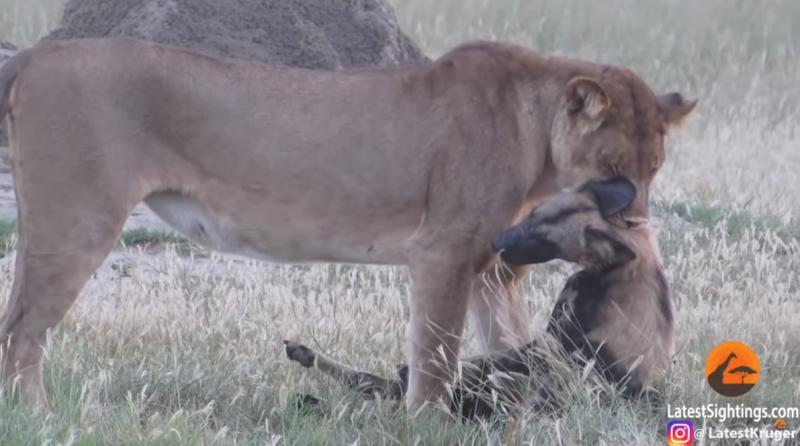 被母獅咬住！影帝級野犬「立刻裝斷氣」　最後一刻完美逃走了