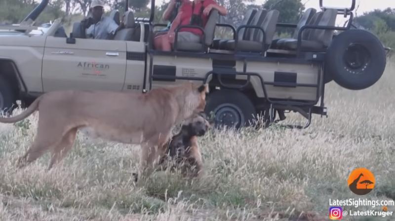 被母獅咬住！影帝級野犬「立刻裝斷氣」　最後一刻完美逃走了