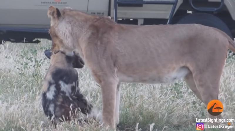 被母獅咬住！影帝級野犬「立刻裝斷氣」　最後一刻完美逃走了
