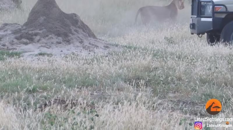 被母獅咬住！影帝級野犬「立刻裝斷氣」　最後一刻完美逃走了