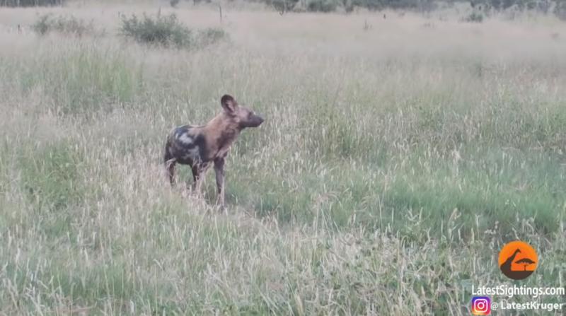 被母獅咬住！影帝級野犬「立刻裝斷氣」　最後一刻完美逃走了