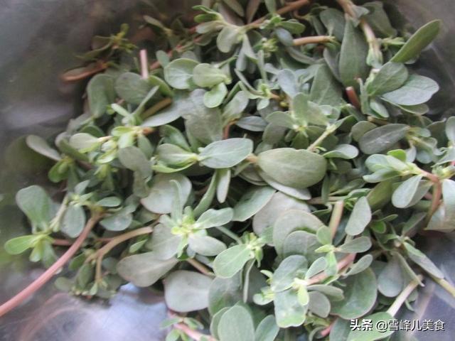 它被稱「天然養生菜」，每次遇到趕緊採回家，好吃又下飯