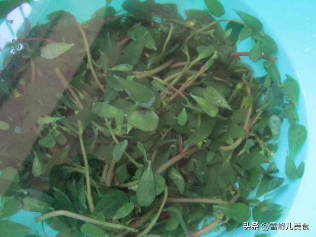 它被稱「天然養生菜」，每次遇到趕緊採回家，好吃又下飯