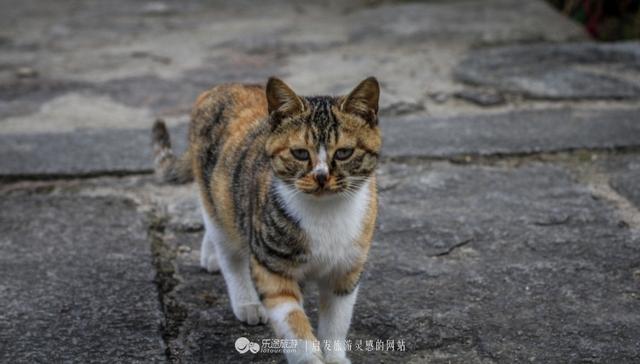 探村安徽池州 | 石門高古村，群山之中徽派建築如同古畫