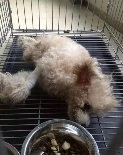 狗狗癱瘓被主人送去醫院就離開，之後發生讓人感動事情