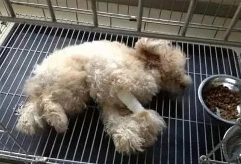 狗狗癱瘓被主人送去醫院就離開，之後發生讓人感動事情