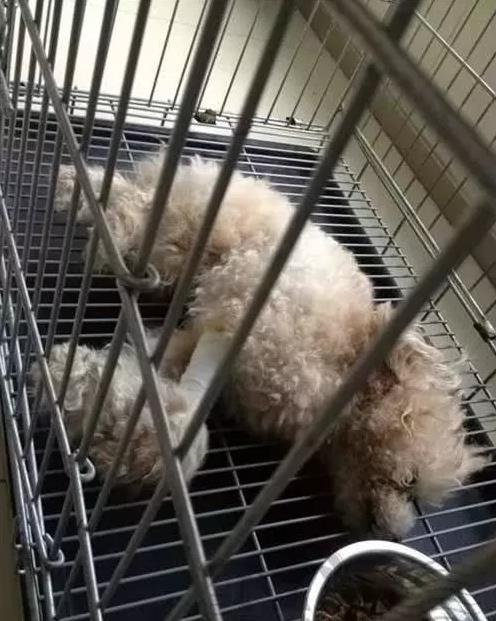 狗狗癱瘓被主人送去醫院就離開，之後發生讓人感動事情