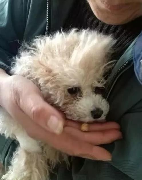 狗狗癱瘓被主人送去醫院就離開，之後發生讓人感動事情