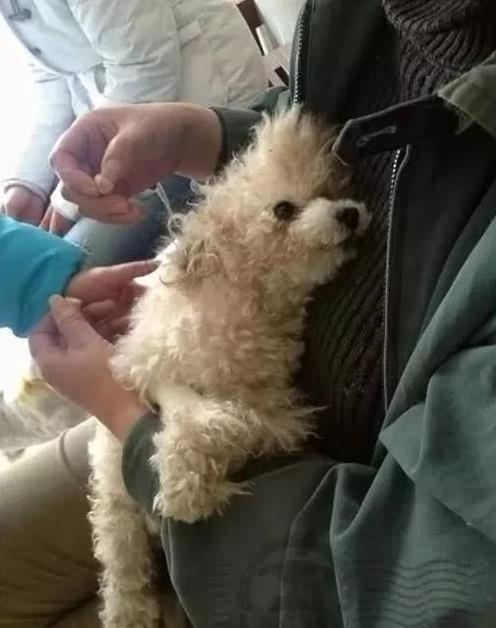 狗狗癱瘓被主人送去醫院就離開，之後發生讓人感動事情
