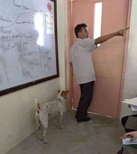 不知拔八離去 忠犬浪浪「多天苦守門口」傷心無助碰門：你在哪裡QQ