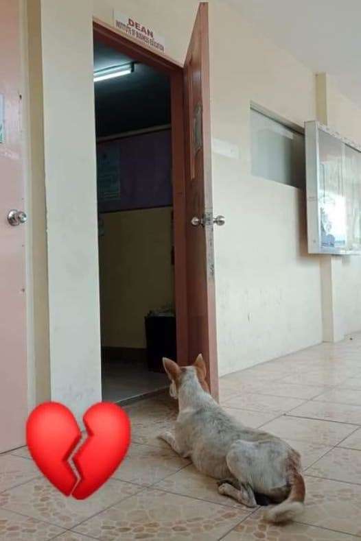 不知拔八離去 忠犬浪浪「多天苦守門口」傷心無助碰門：你在哪裡QQ