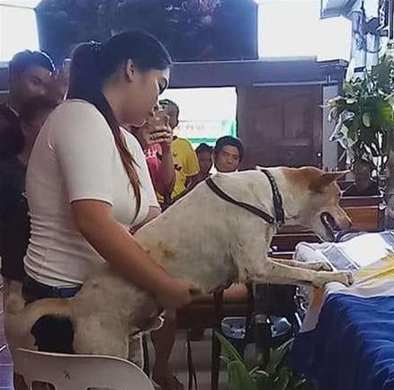 不知拔八離去 忠犬浪浪「多天苦守門口」傷心無助碰門：你在哪裡QQ