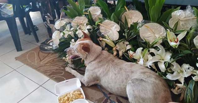 不知拔八離去 忠犬浪浪「多天苦守門口」傷心無助碰門：你在哪裡QQ