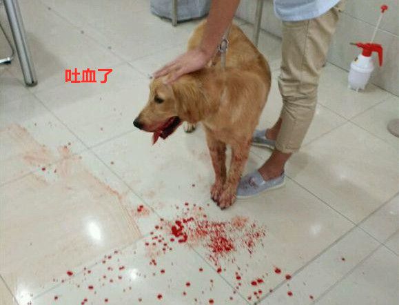 金毛突然食物不振又吐血，醫生為牠做手術後，主人打了自己一巴掌