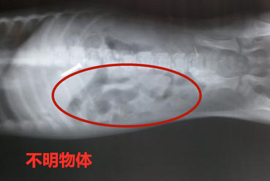 金毛突然食物不振又吐血，醫生為牠做手術後，主人打了自己一巴掌