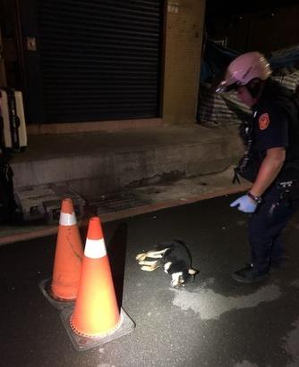 4歲柴犬被雷聲嚇到，從7樓跳下回汪星球，歌後目擊現場