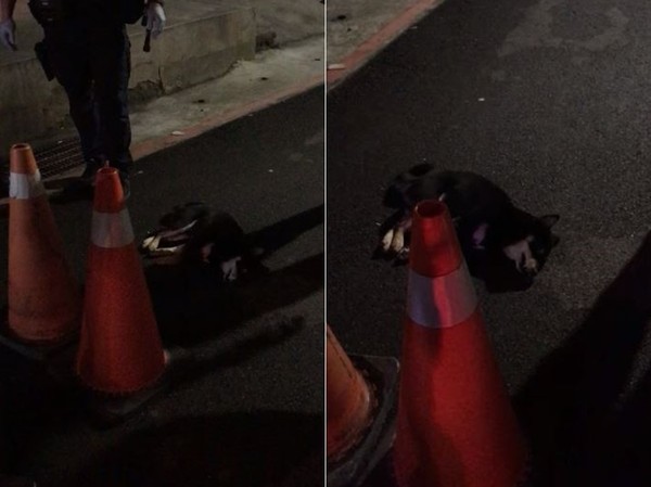 4歲柴犬被雷聲嚇到，從7樓跳下回汪星球，歌後目擊現場