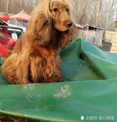 收養流浪狗本以為是金毛，後來才知道牠比金毛還要金貴
