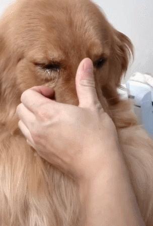 主人將飼養多年金毛賣掉，幾年後再相見時，大金毛委屈流淚