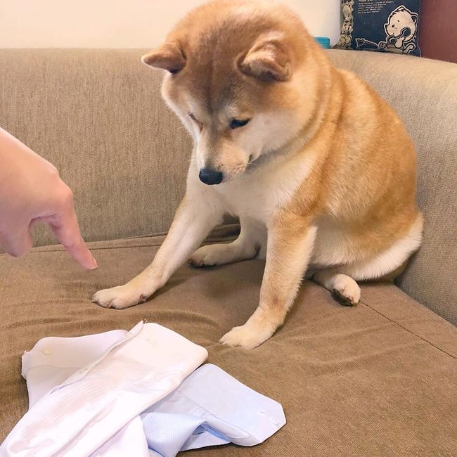 柴犬被罵心中不滿，躲進魚缸內玩失蹤，主人找到時牠都睡著了