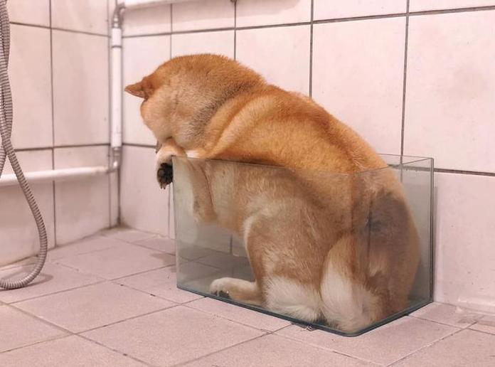 柴犬被罵心中不滿，躲進魚缸內玩失蹤，主人找到時牠都睡著了