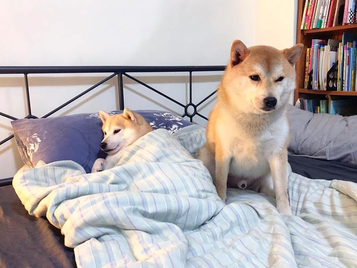 柴犬被罵心中不滿，躲進魚缸內玩失蹤，主人找到時牠都睡著了